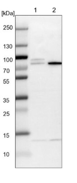 KLC2 Antibody, Novus Biologicals:Antibodies:Primary Antibodies